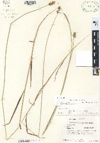 Carex festucacea image